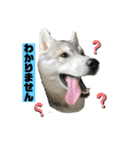 ハスキーの予定（個別スタンプ：2）