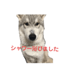 ハスキーの予定（個別スタンプ：5）