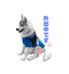 ハスキーの予定（個別スタンプ：6）