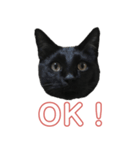 黒猫スタンプ season1（個別スタンプ：1）