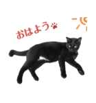 黒猫スタンプ season1（個別スタンプ：2）