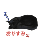 黒猫スタンプ season1（個別スタンプ：3）