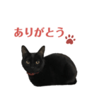 黒猫スタンプ season1（個別スタンプ：4）