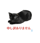 黒猫スタンプ season1（個別スタンプ：5）