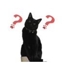 黒猫スタンプ season1（個別スタンプ：6）