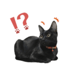 黒猫スタンプ season1（個別スタンプ：7）