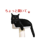 黒猫スタンプ season1（個別スタンプ：8）