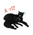 黒猫スタンプ season1（個別スタンプ：12）