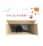 黒猫スタンプ season1（個別スタンプ：13）