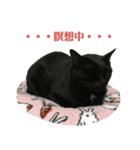 黒猫スタンプ season1（個別スタンプ：15）
