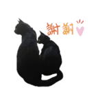 黒猫スタンプ season1（個別スタンプ：16）