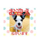 わんこメッセージ［家族用］（個別スタンプ：1）