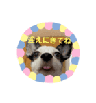 わんこメッセージ［家族用］（個別スタンプ：2）