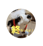 わんこメッセージ［家族用］（個別スタンプ：4）