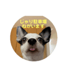 わんこメッセージ［家族用］（個別スタンプ：5）