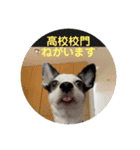 わんこメッセージ［家族用］（個別スタンプ：6）