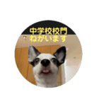 わんこメッセージ［家族用］（個別スタンプ：7）