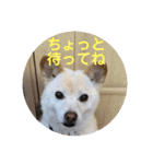わんこメッセージ［家族用］（個別スタンプ：9）