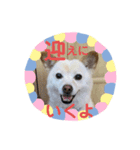わんこメッセージ［家族用］（個別スタンプ：10）