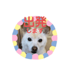 わんこメッセージ［家族用］（個別スタンプ：11）
