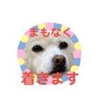 わんこメッセージ［家族用］（個別スタンプ：12）