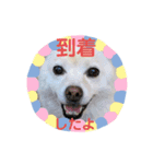 わんこメッセージ［家族用］（個別スタンプ：13）