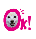 わんこメッセージ［家族用］（個別スタンプ：14）