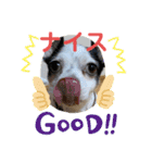 わんこメッセージ［家族用］（個別スタンプ：19）