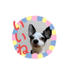 わんこメッセージ［家族用］（個別スタンプ：20）
