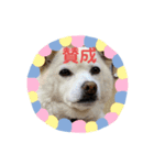 わんこメッセージ［家族用］（個別スタンプ：21）