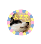 わんこメッセージ［家族用］（個別スタンプ：30）