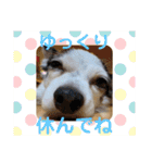 わんこメッセージ［家族用］（個別スタンプ：31）