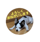 わんこメッセージ［家族用］（個別スタンプ：35）