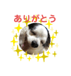 わんこメッセージ［家族用］（個別スタンプ：38）