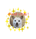 わんこメッセージ［家族用］（個別スタンプ：39）