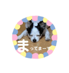わんこメッセージ［家族用］（個別スタンプ：40）