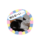 武居familiar1（個別スタンプ：3）