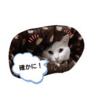 武居familiar1（個別スタンプ：5）