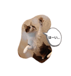 武居familiar1（個別スタンプ：8）