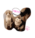 武居familiar1（個別スタンプ：13）
