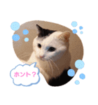武居familiar1（個別スタンプ：15）
