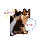 武居familiar1（個別スタンプ：17）