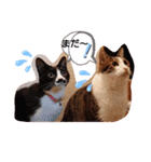 武居familiar1（個別スタンプ：18）