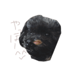 ブラックアニマル（個別スタンプ：1）
