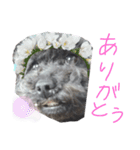 ブラックアニマル（個別スタンプ：6）
