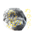 ブラックアニマル（個別スタンプ：8）