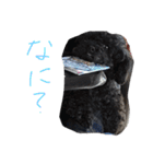 ブラックアニマル（個別スタンプ：10）