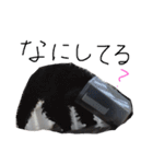 ブラックアニマル（個別スタンプ：12）