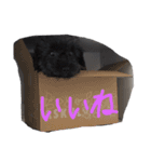 ブラックアニマル（個別スタンプ：13）