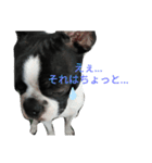 やんちゃなボストンテリアのアルくん（個別スタンプ：7）